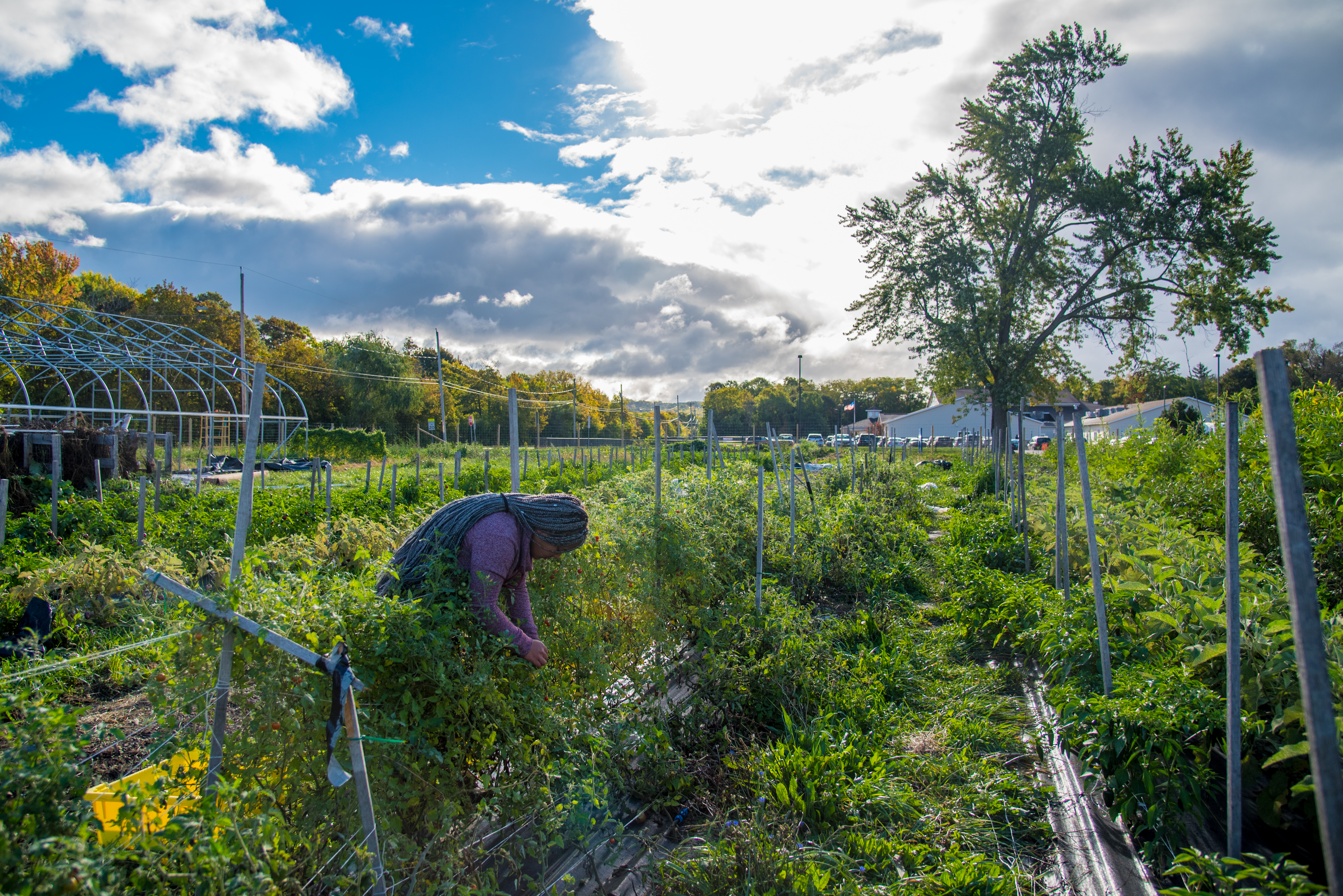 Harvesting Cherry Tomatos